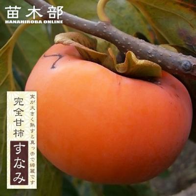 前川次郎柿の苗の商品一覧 通販 - Yahoo!ショッピング