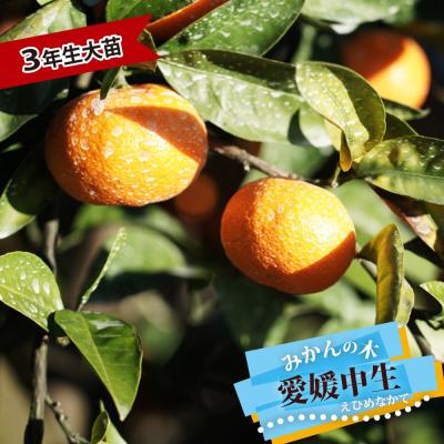 みかん 苗木 3年のおすすめ人気商品一覧 通販 - Yahoo!ショッピング