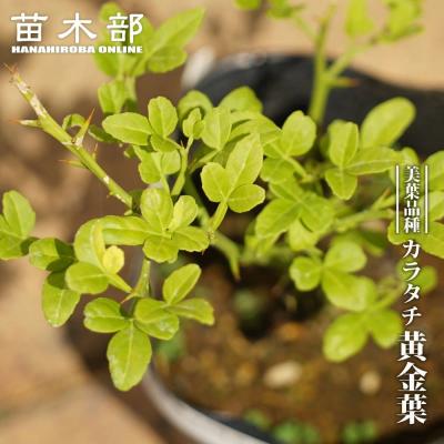 苗木部 花ひろばオンライン - 入荷の少ない珍しい品種｜Yahoo!ショッピング
