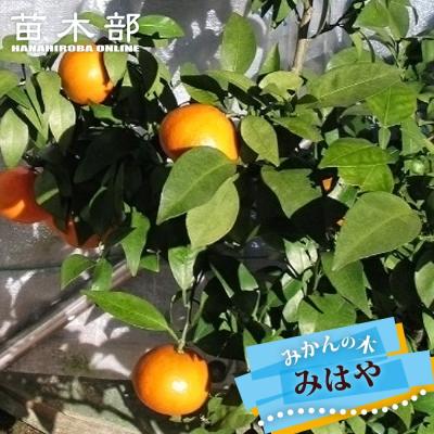 温州みかん苗木の商品一覧 通販 - Yahoo!ショッピング
