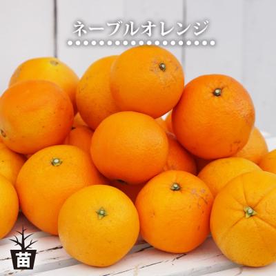 ネーブルオレンジ(果樹の苗、苗木)の商品一覧|苗木、植木 ネーブルオレンジ(果樹の苗、苗木)の商品一覧|苗木、植木