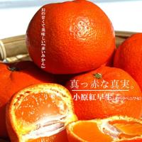 みかん 苗木 小原紅早生 みかん 3年生 接木 大苗 1.0m苗 登録品種