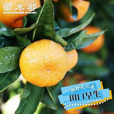 ゆら早生みかん苗木（果樹の苗、苗木）｜苗木、植木 | 花