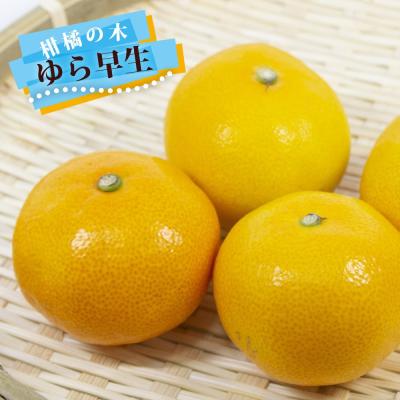 ゆら早生のおすすめ人気商品一覧 通販 - Yahoo!ショッピング