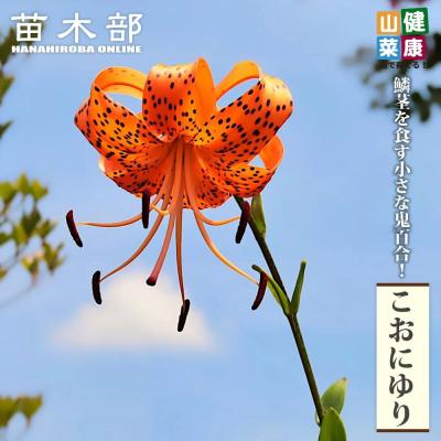 ムカゴ（苗） | 花、ガーデニング のおすすめ人気商品一覧 通販