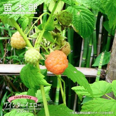 ラズベリー（苗木、植木） | 花、ガーデニング のおすすめ人気商品一覧