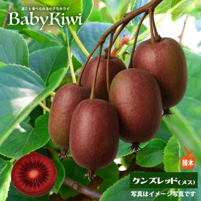レッドキウイのおすすめ人気商品一覧 通販 - Yahoo!ショッピング