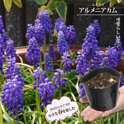 ヒヤシンス 球根(花の球根)の商品一覧|球根、種芋 | 花 ヒヤシンス 球根(花の球根)の商品一覧|球根、種芋 | 花