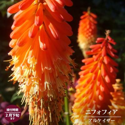 1値段は３ページ目から記載中トリトマ 苗 トーチリリー掘り起こし苗 確認用 トリトマ（花の苗）｜苗 | 花、ガーデニング のおすすめ人気商品