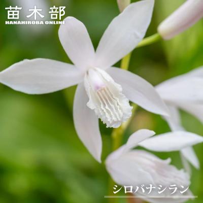 紫蘭の商品一覧 通販 - Yahoo!ショッピング