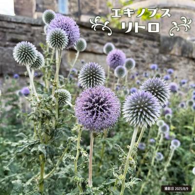 ルリタマアザミ ドライフラワーのおすすめ人気商品一覧 通販 - Yahoo