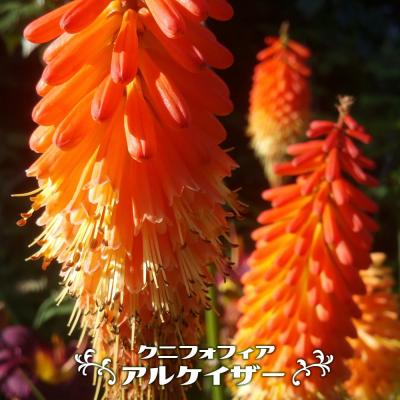 トリトマ 苗(花の苗)の商品一覧|苗 | 花、ガーデニング 通販 トリトマ 苗(花の苗)の商品一覧|苗 | 花、ガーデニング 通販