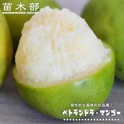 マンゴー　品種　スピリットof76 接木　6号サイズ 希少品種 マンゴー苗（果樹種類：マンゴー）のおすすめ人気商品一覧 通販