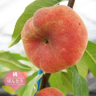 蟠桃（果樹の苗、苗木）｜苗木、植木 | 花、ガーデニング の商品一覧