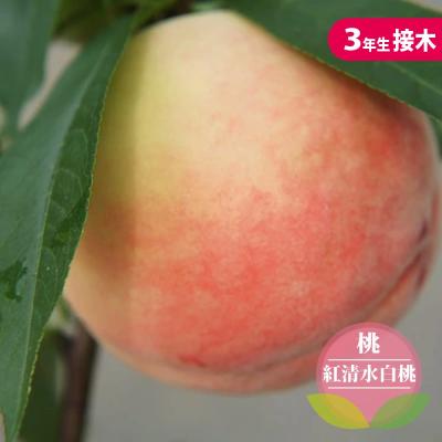 苗木部 花ひろばオンライン - 1本でなる｜Yahoo!ショッピング