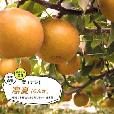 【こころ】　梨花粉（鴨梨の花粉）　１０ｇ×５袋 楽天市場】梨 花粉の通販