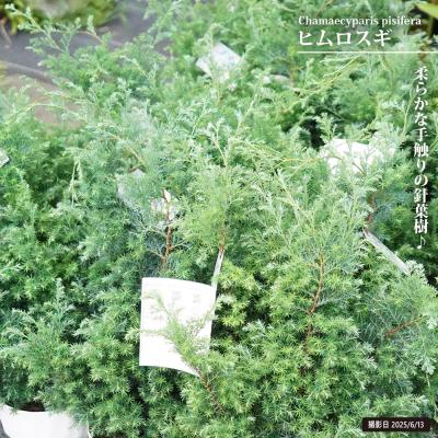 ヒムロスギの商品一覧 通販 - Yahoo!ショッピング