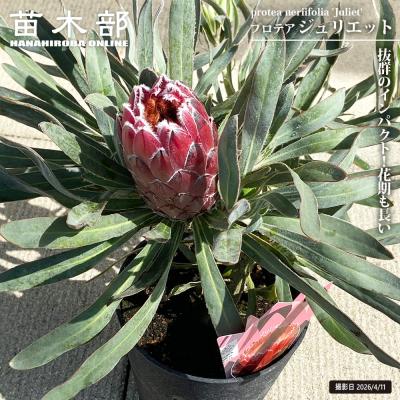 プロテア ジュリエット 5号黒鉢植え 爆買いweek : 苗木部 花ひろば