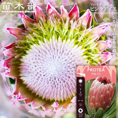 プロテア 種子の商品一覧 通販 - Yahoo!ショッピング