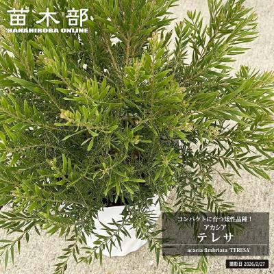 苗木部 花ひろばオンライン - ミモザアカシア｜Yahoo!ショッピング