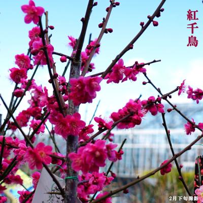 紅梅 盆栽の商品一覧 通販 - Yahoo!ショッピング 紅梅 盆栽の商品一覧 通販 - Yahoo!ショッピング