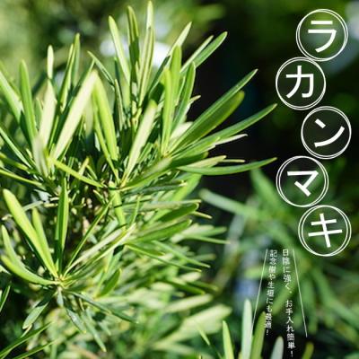 ラカンマキ(苗木、植木)の商品一覧 | 花、ガーデニング 通販 ラカンマキ(苗木、植木)の商品一覧 | 花、ガーデニング 通販