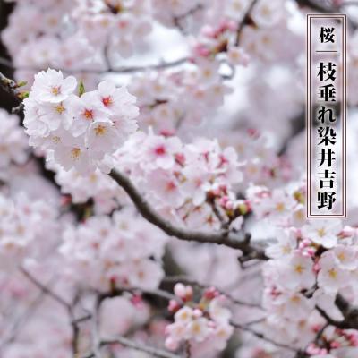 ソメイヨシノ~桜の木の下で~ Amazon.co.jp: ソメイヨシノ~桜の木の下で~: ミュージック