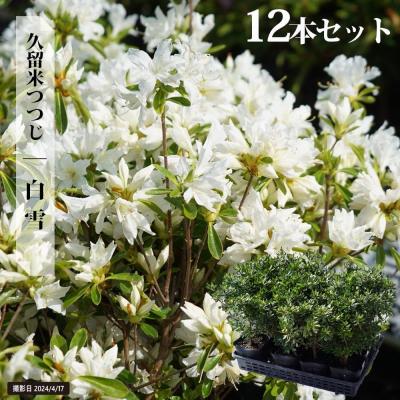 ヤマツツジ/白花【品番3293】 ヤマツツジ 白花（苗木、植木） | 花、ガーデニング のおすすめ