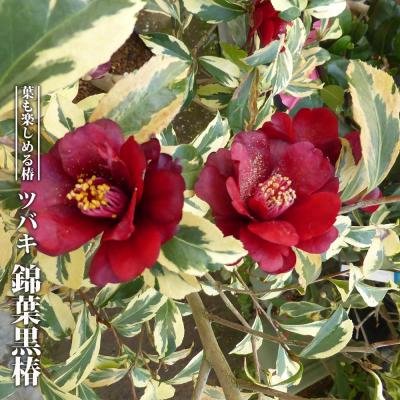 黒椿苗の商品一覧 通販 - Yahoo!ショッピング 黒椿苗の商品一覧 通販 - Yahoo!ショッピング