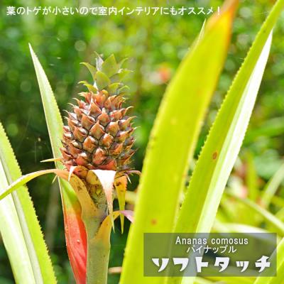 パイナップル（果樹の苗、苗木）｜苗木、植木 | 花、ガーデニング の