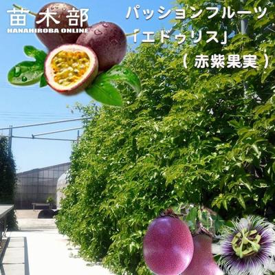 苗木部 花ひろばオンライン - 熱帯果樹苗 ( 沖縄,南国フルーツ苗など