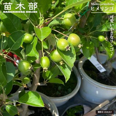 姫りんご苗木のおすすめ人気商品一覧 通販 - Yahoo!ショッピング