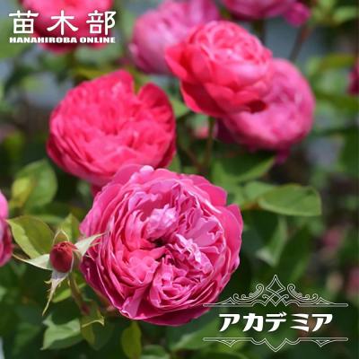 苗木部 花ひろばオンライン - 香りが強いバラ｜Yahoo!ショッピング
