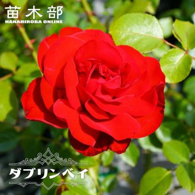 つるバラ 四季咲き ピンク 強香 強健のおすすめ人気商品一覧 通販