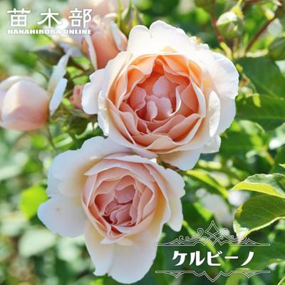 クリーム色中輪カップ咲きのバラのおすすめ人気商品一覧 通販 - Yahoo