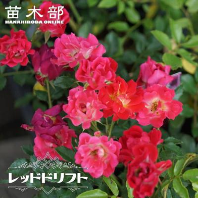 ドリフトローズ 商品一覧 - 苗木部 花ひろばオンライン - 売れ筋通販