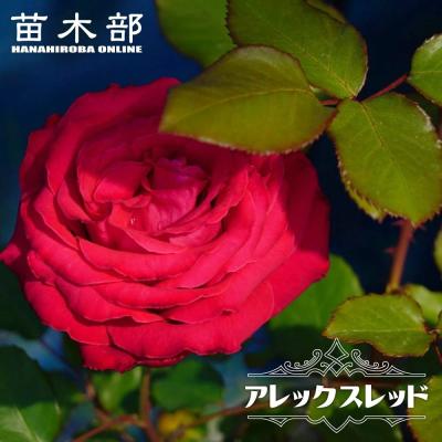 バラ苗.＊香りの薔薇.＊ バラの香りの強さで選ぶ ｜バラと庭あそび京阪園芸公式ショップ 通販