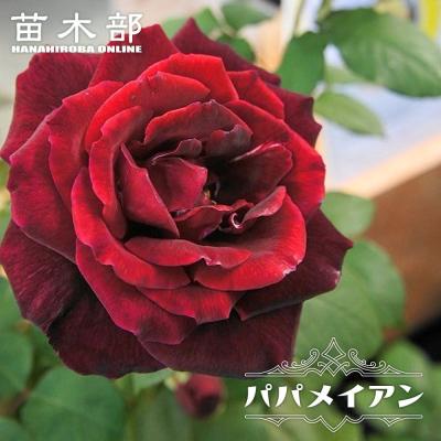苗木部 花ひろばオンライン - 香りが強いバラ｜Yahoo!ショッピング