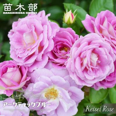 苗木部 花ひろばオンライン - プロがすすめるベストローズ｜Yahoo