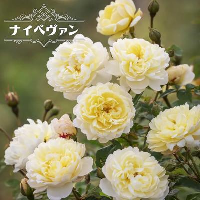 珍しいバラ苗の品種のおすすめ人気商品一覧 通販 - Yahoo!ショッピング