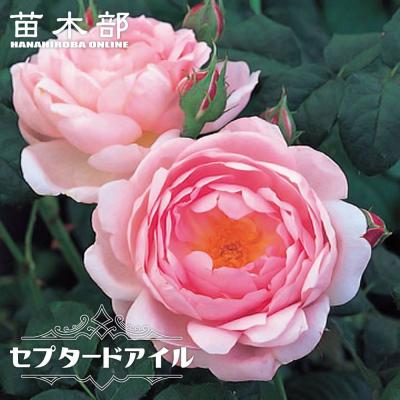 つるバラ 四季咲き ピンク 強香 強健の商品一覧 通販 - Yahoo!ショッピング