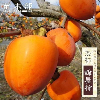 蜂屋柿 干し柿のおすすめ人気商品一覧 通販 - Yahoo!ショッピング