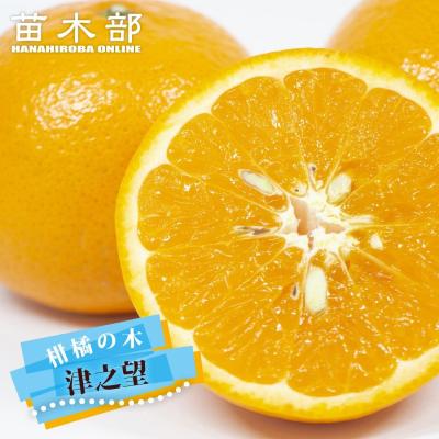 津之輝（果樹の苗、苗木）｜苗木、植木 | 花、ガーデニング の商品一覧