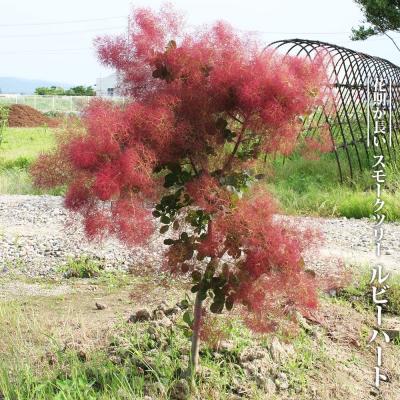 スモークツリー 苗のおすすめ人気商品一覧 通販 - Yahoo!ショッピング