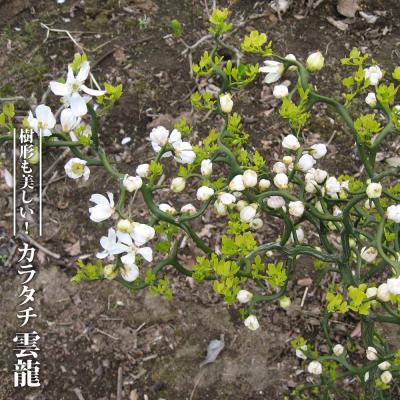 雲竜梅（苗木、植木） | 花、ガーデニング のおすすめ人気商品一覧