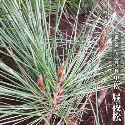 【赤松一年生/苗木】縁起物/天然赤松/松/里山自生/野生/一年生/苗/檜原村産 しだれ赤松（天目松） 苗木1本（接ぎ木後3～4年・樹高50～70cm）【赤松