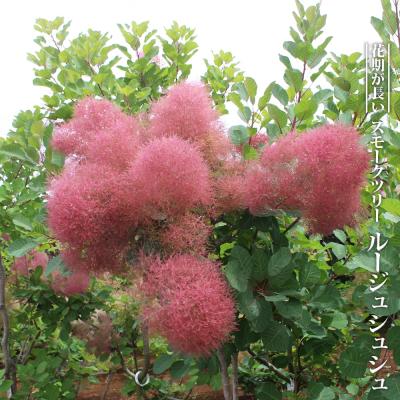 苗木部 花ひろばオンライン - 入荷の少ない珍しい品種｜Yahoo!ショッピング
