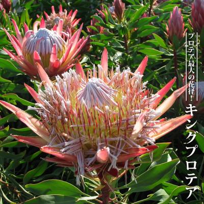 引き取り限定　プロテア　ピクシー　30cmルーツポーチ（バンクシア、グレビレア） ネイティブプランツ | 四国ガーデン株式会社