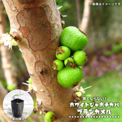 ジャボチカバ実生苗木　花芽付き　☆1 Amazon.co.jp: ジャボチカバ苗 (四季なり種) 実生苗（1鉢