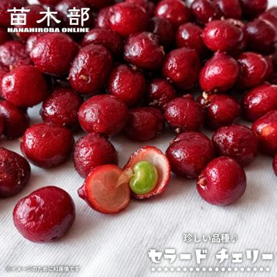 バイオチェリー 苗木の商品一覧 通販 - Yahoo!ショッピング